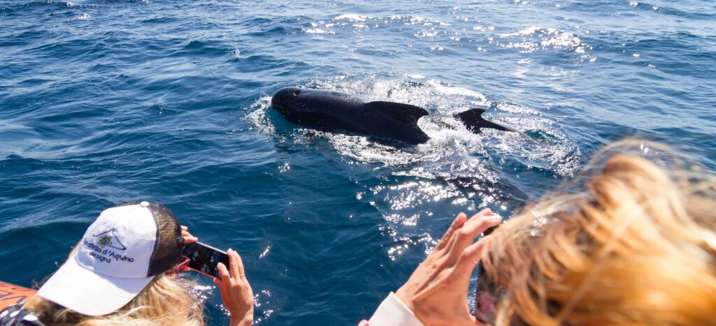 ballenas y delfines nadando